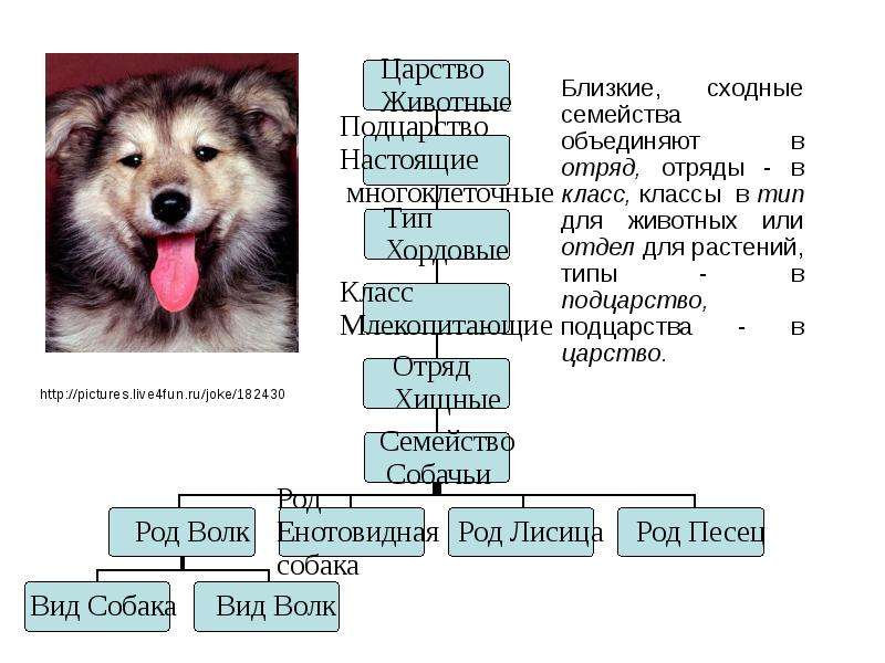 Вид животного пример. Царство Подцарство отдел класс семейство род вид. Царство Подцарство Тип класс отряд семейство род вид собаки. Царство животных Подцарство Тип класс. Империя царство Подцарство Тип класс.