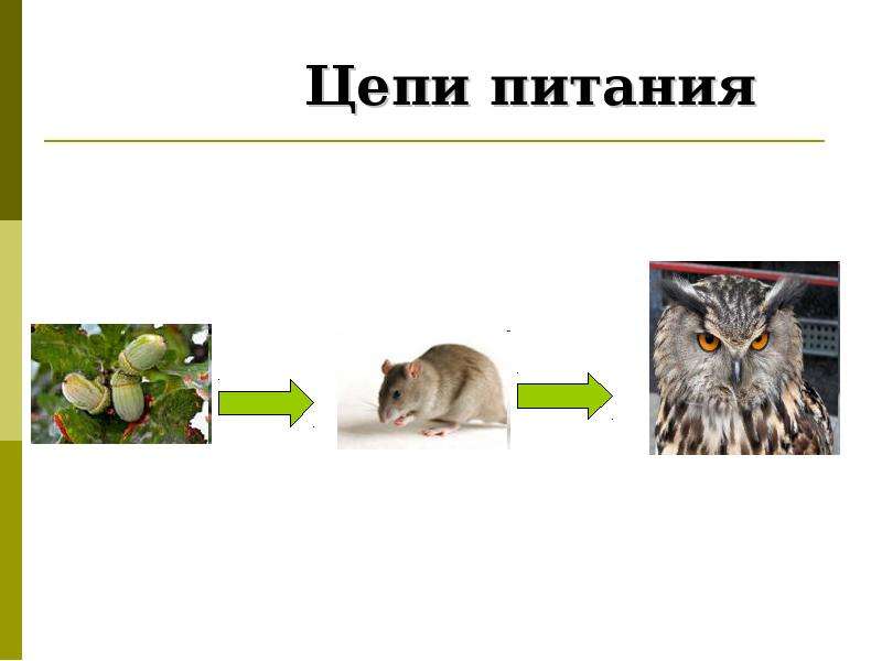 Цепь мыши. Цепи питания цепи питания. Цепь питания дуб мышь. Цепь питания растение травоядное хищник. Цепочка питания мышь полевка -лиса.