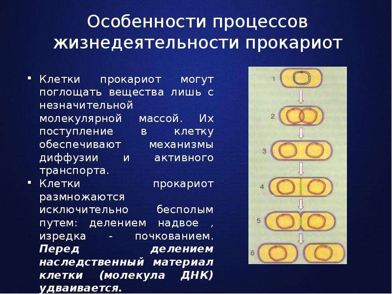 Деление клеток характерно. Прокариоты особенности строения. Процессы жизнедеятельности прокариотической клетки. Процесс жизнедеятельности клетки прокариот. Особенности жизнедеятельности прокариотической клетки.