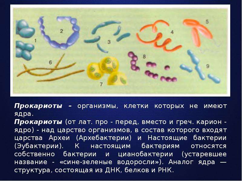 К прокариотам относят. Прокариоты организмы. Разнообразие прокариот. Прокариотические организмы это. Прокариоты примеры.