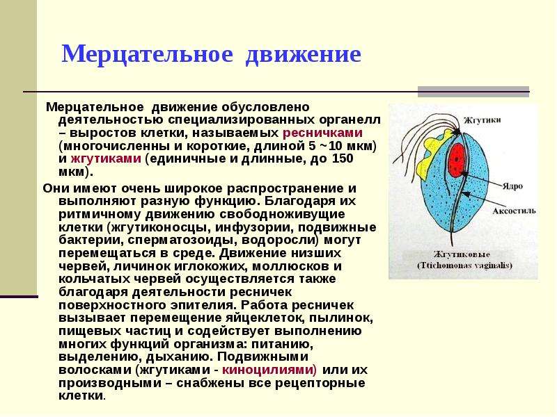 Наука изучающая клетку называется. Физиология клетки. Мерцательное движение. Специализированная клетка называется. Ядра мерцательных клеток.