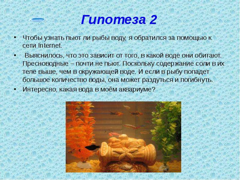 В какой воде обитают. Пьют ли рыбы воду. Гипотезы про рыб. Пьют ли рыбы воду в аквариуме. Гипотеза для темы с аквариумными рыбками.