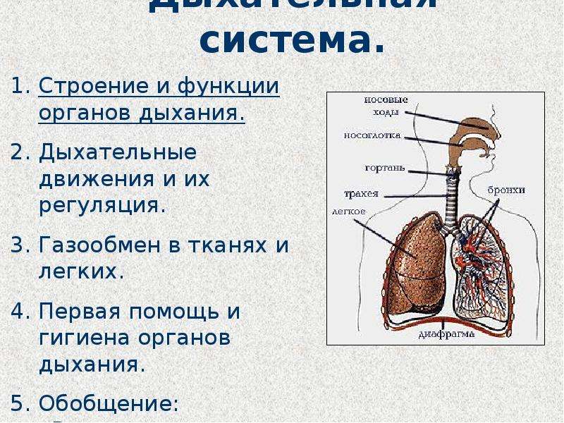 Функции дыхательной системы презентация