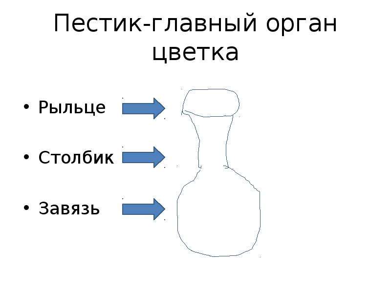 Столбик пестика это. Столбик пестика.