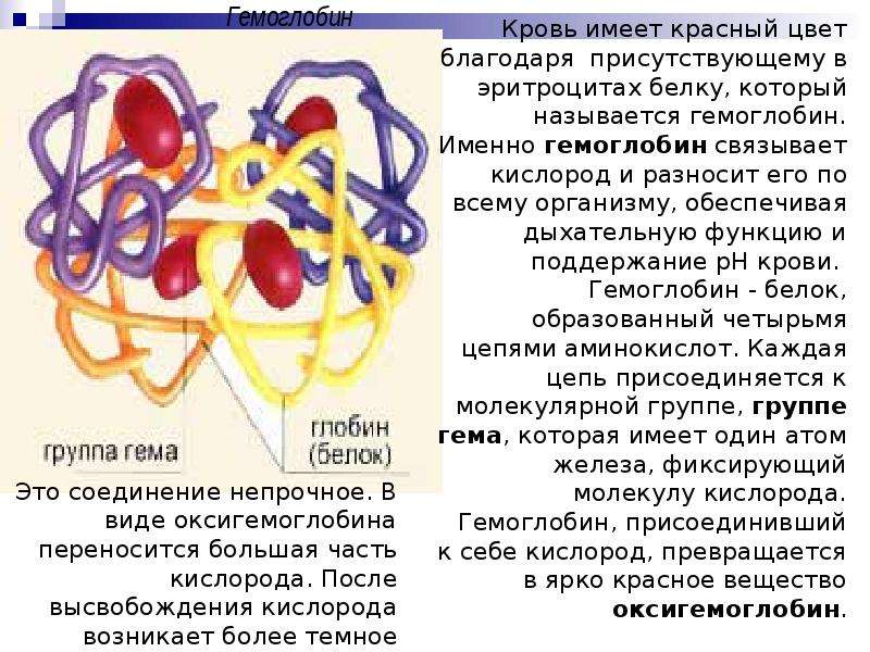 Презентация на тему гемоглобин