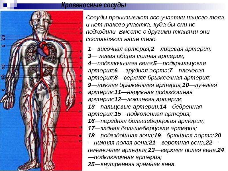 Расположите кровеносные. Жизненно важные артерии в теле человека расположение. Мельчайшие сосуды пронизывают все органы человека. Кровеносная система пронизывающая ткани. Всё по сосуды пронизывающие наше тело.