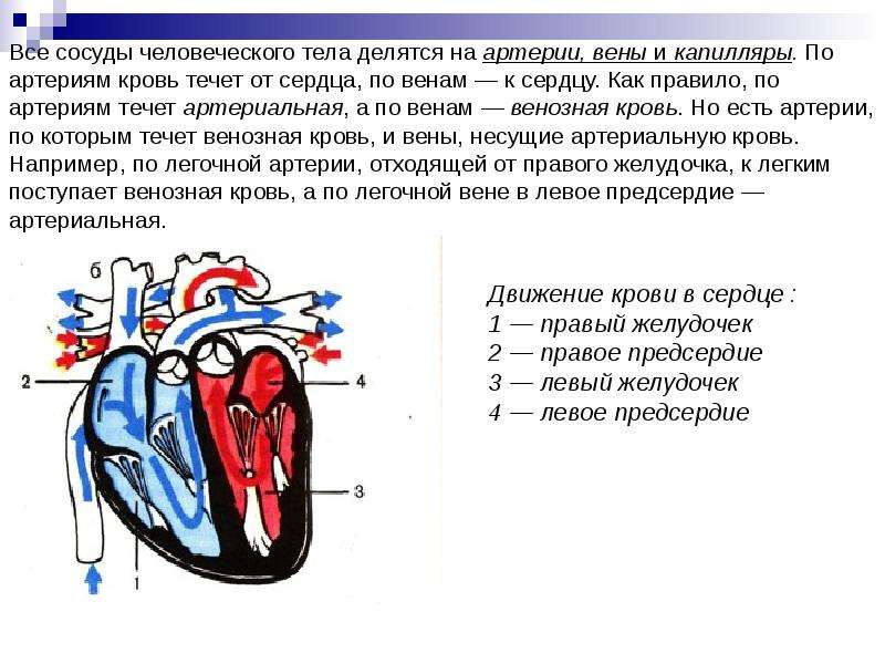 Венозная кровь наблюдается в