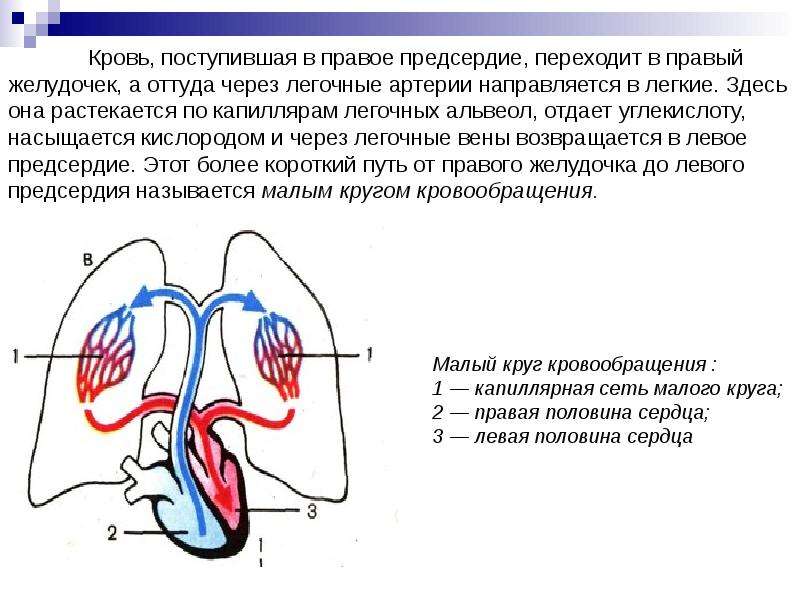 Левое предсердие 5 4