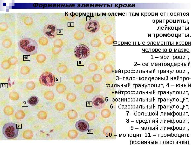 Тромбоциты в мазке крови фото