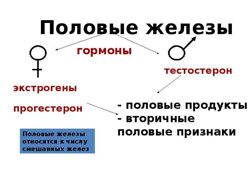 Презентация на тему мужские половые гормоны