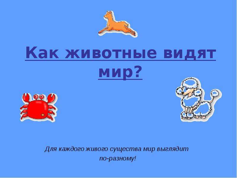 Презентация как видят животные