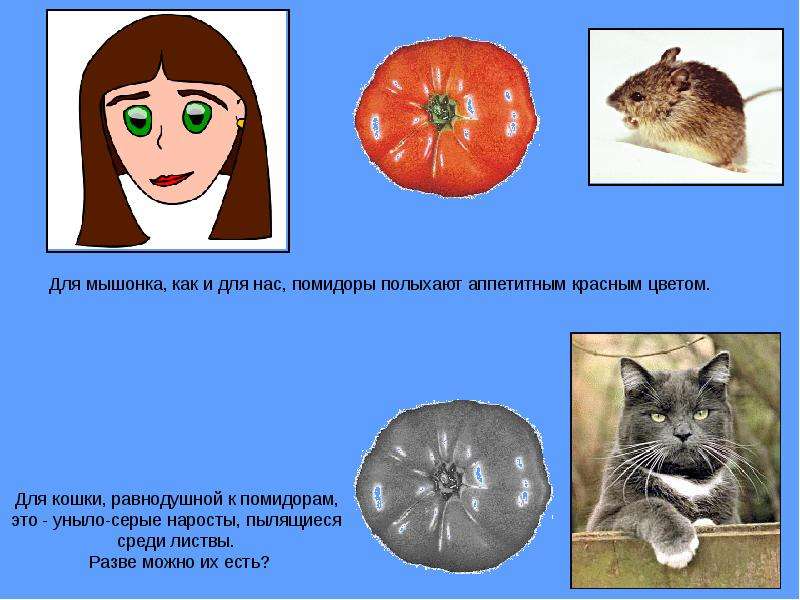 Презентация на тему как видят животные