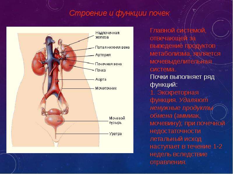 Органы какой системы изображены на рисунке укажите их названия и функции почки