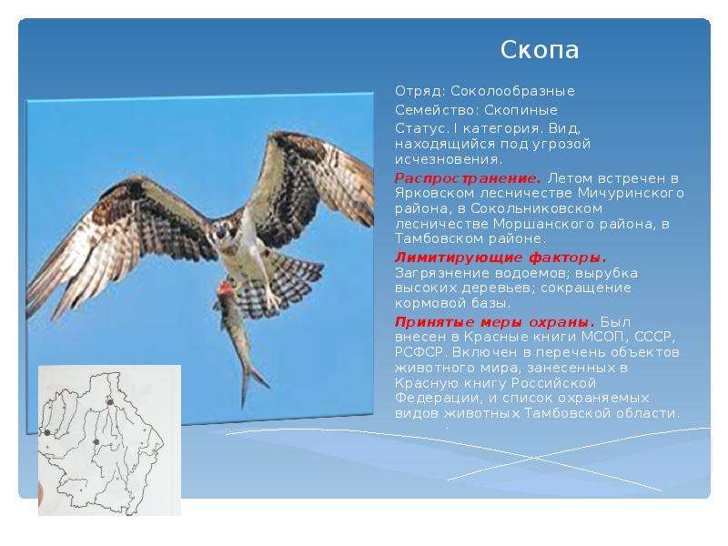 Хищные птицы свердловской области фото с названиями и описанием