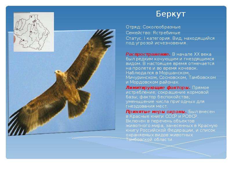 Хищные птицы иркутской области фото с названиями и описанием