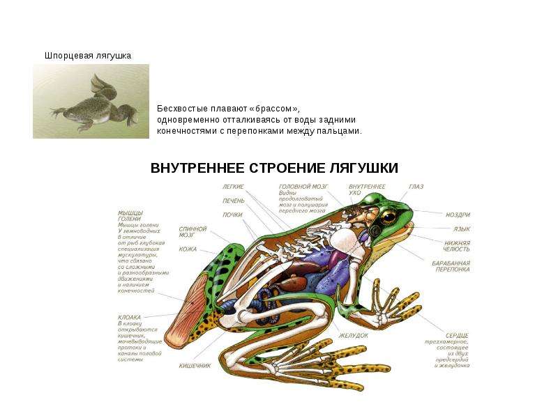 Размножение строение земноводных. Строение лягушки. Внутреннее строение лягушки. Анатомия Жабы. Строение внутренних органов лягушки.
