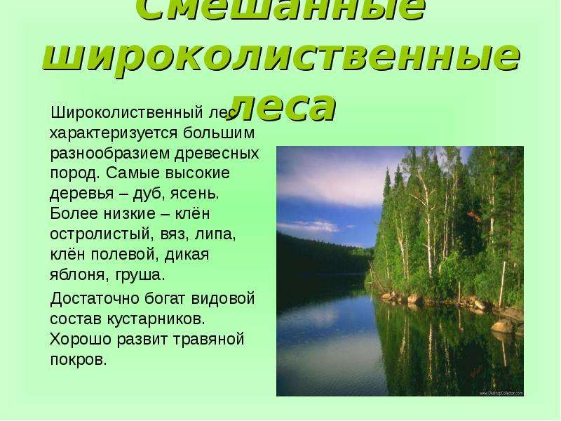 Широколиственные леса 4 класс окружающий мир. Сообщение на тему смешанные леса. Смешанный лес доклад. Смешанные леса доклад. Широколиственные леса доклад.