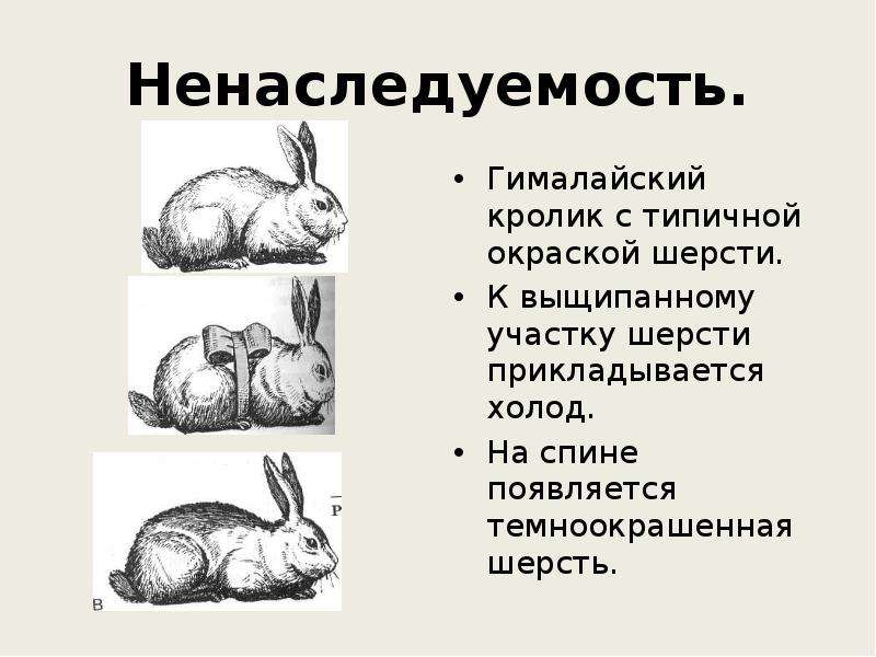 Изменение окраски шерсти у зайца беляка. Гималайский кролик изменчивость. Гималайский кролик модификационная изменчивость. Окраска шерсти гималайского кролика. Ненаследственная изменчивость.