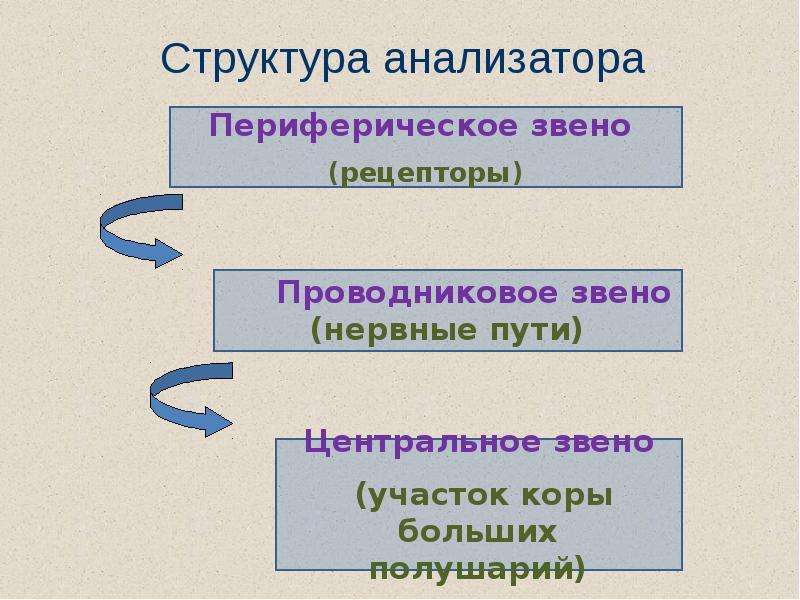 Виды анализаторов. Звенья анализатора. Структура звеньев анализатора. Анализатор звенья анализатора. Периферическое звено анализатора.