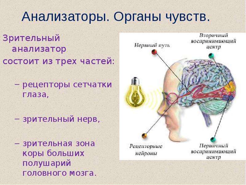 Органы чувств 7 класс биология презентация