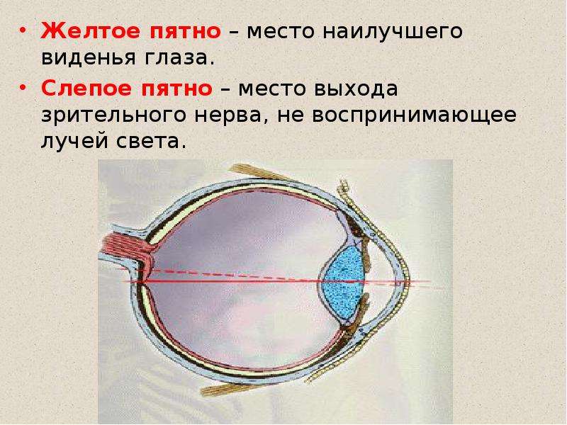 Что называют слепым пятном. Зрительный анализатор слепое пятно. Слепое пятно на сетчатке глаза. Строение желтого пятна сетчатки. Строение глазного яблока слепое пятно.
