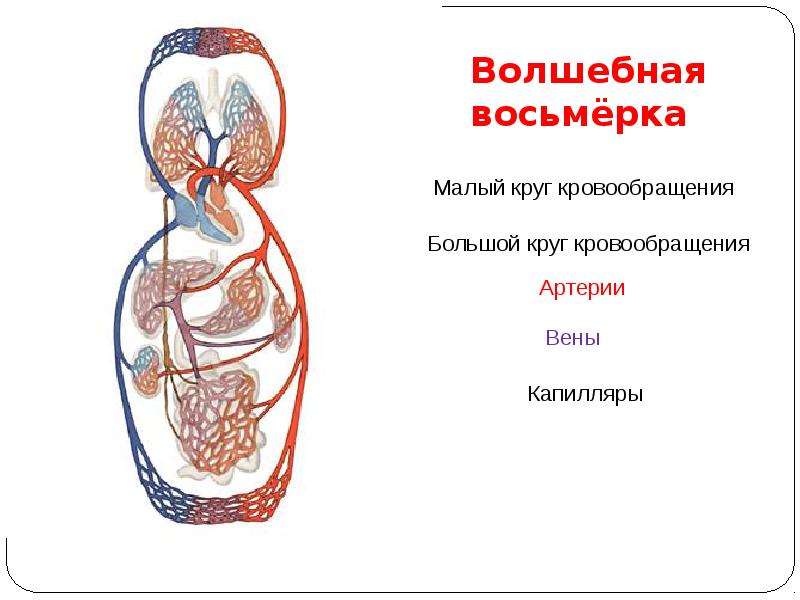 Схема малого круга кровообращения