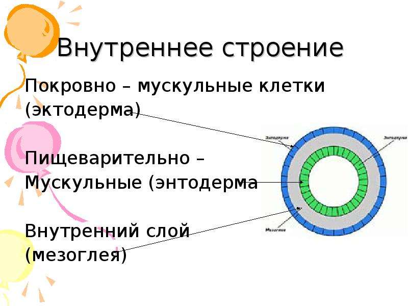 Энтодерма это в биологии