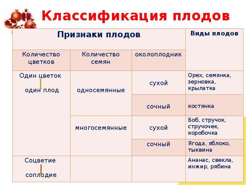 Классификация плодов схема 6 класс по биологии