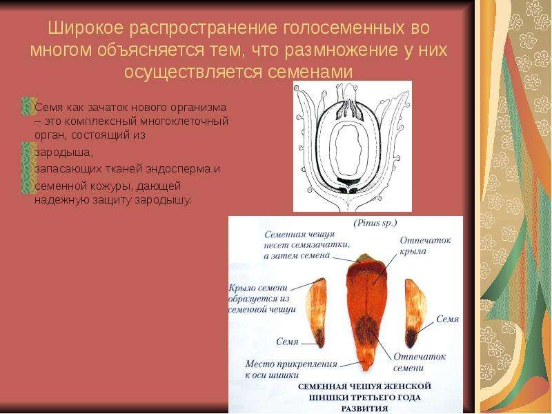 Эндосперм голосеменных. Распространение голосеменных. Широкое распространение голосеменных. Эндосперм семени голосеменных.