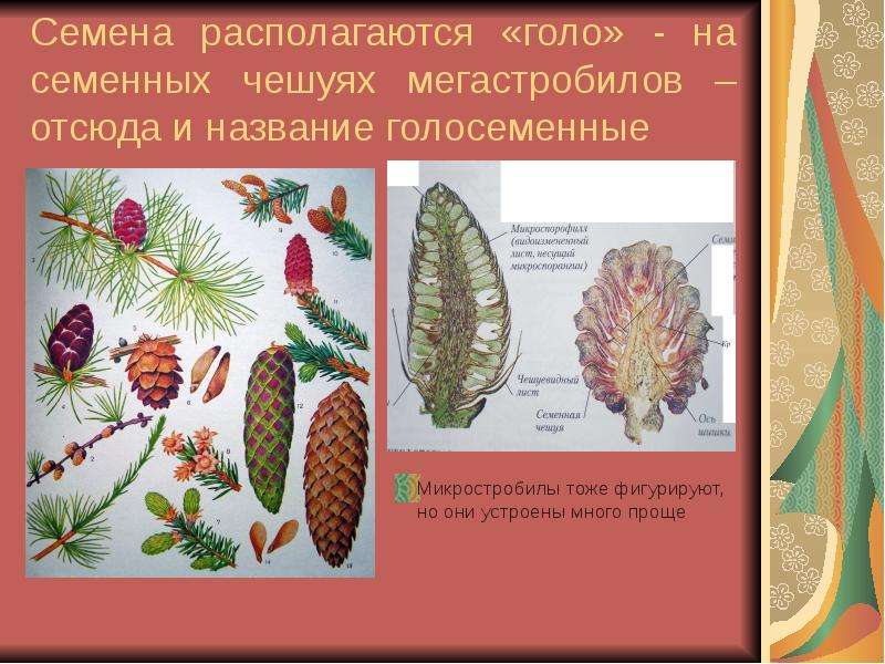 Семена голосеменных растений. Микростробилы голосеменных. Отдел Голосеменные строение. Семена голосеменных.