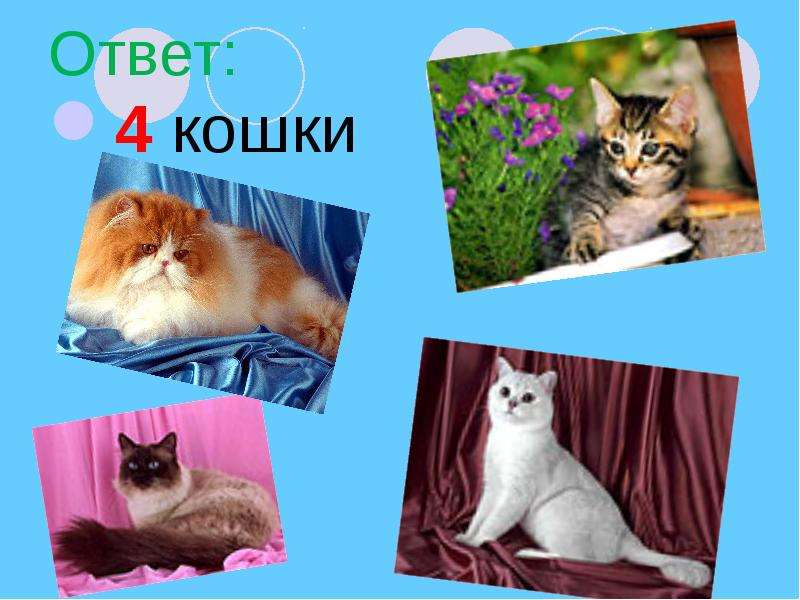 Кошка ответы. Кошка ответ. Каков ответ с кошками. Какой ответ с кошками. Источник кошки ответ.