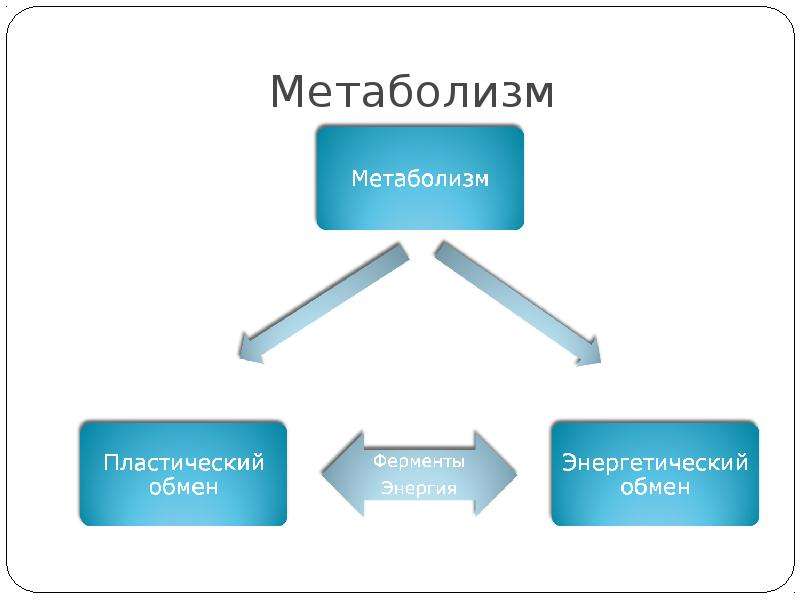 Обмен новые. Взаимосвязь пластического и энергетического обмена схема. Схема взаимосвязи пластического и энергетического обмена 8 кл. Обмен веществ энергетический и пластический схема. Метаболизм пластический и энергетический обмен.