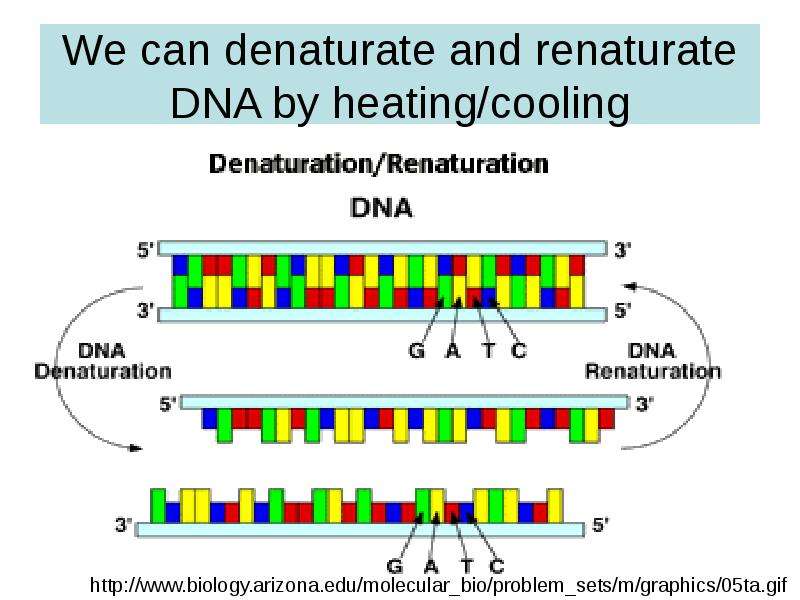 Denaturation and renaturation of DNA.