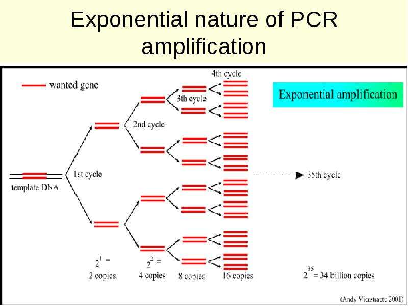 DNA hybridization. PCR Amplified. Telomeric repeat Amplification Protocol PCR. Deletion PCR.