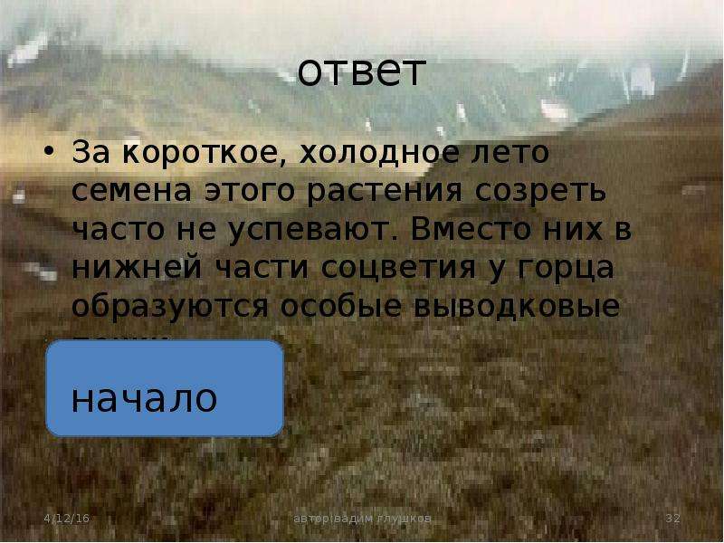 Холоднее короче. Я расту в холодной тундре. Загадки на тему тундра с ответами 4 класс. Загадка я расту в холодной тундре. Погодные условия тундры 4 класс ответ.