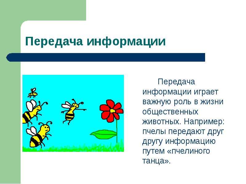 Передача информации играет важную роль в жизни общественных животных. Например: пчелы передают друг