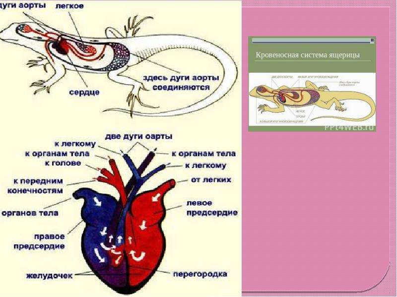 На рисунке изображена кровеносная система. Открытая кровеносная система. Сердце пресмыкающихся двухкамерное. Клеточные механизмы кровеносной системы. Трёхкамерное сердце.