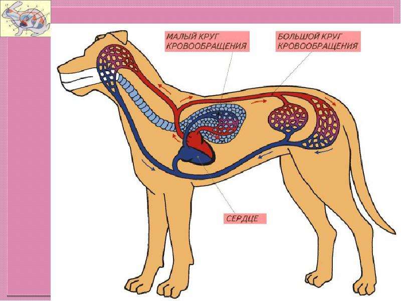 Внутреннее строение собаки презентация
