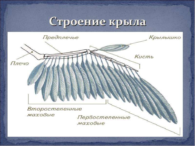 Внутреннее крыло. Строение крыла птицы. Крыло птицы строение. Структура птичьего крыла. Структура крыльев птиц.