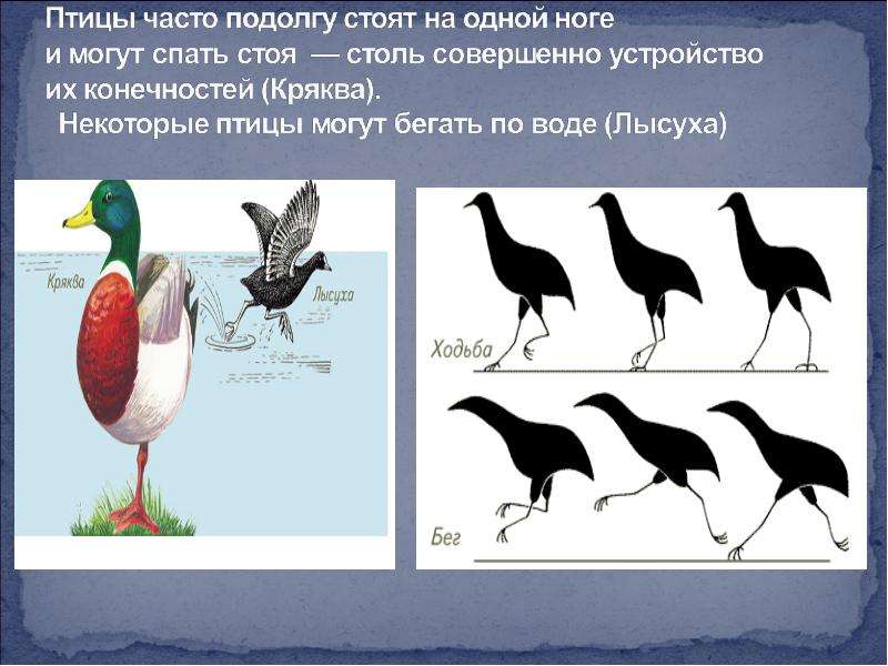 Птицы чаще. Кто стоит на одной ноге из птиц. У какой птицы одна нога. Какая птица часто стоит на 1 ноге. Какие птицы могут стоять на одной ноге.