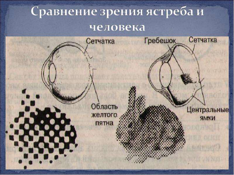 Презентация зрение птиц