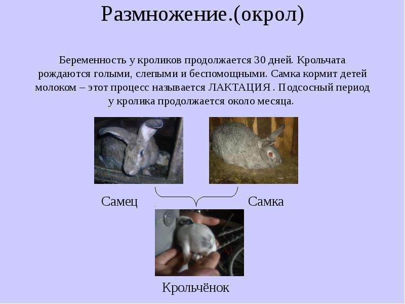 Как определить крольчат. Размножение и развитие кроликов. Оплодотворение кроликов. Кролики размножаются. Скорость размножения кроликов.