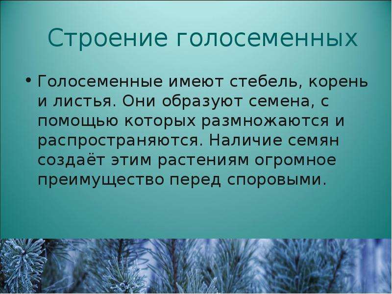 Голосеменные 5 класс биология презентация