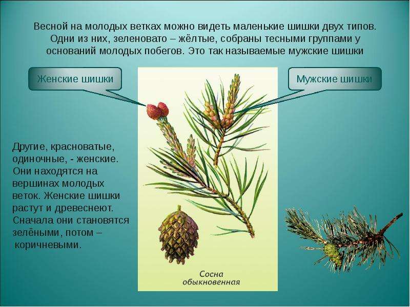 Презентация на тему размножение голосеменных растений 6 класс