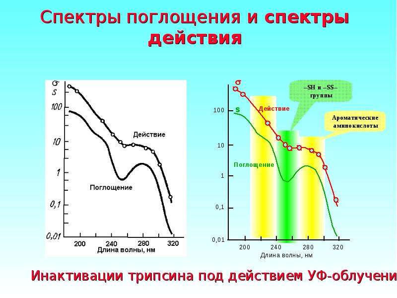 Спектральное поглощение. Спектр поглощения. Спектры поглощения белков. Спектры фотобиологического действия.