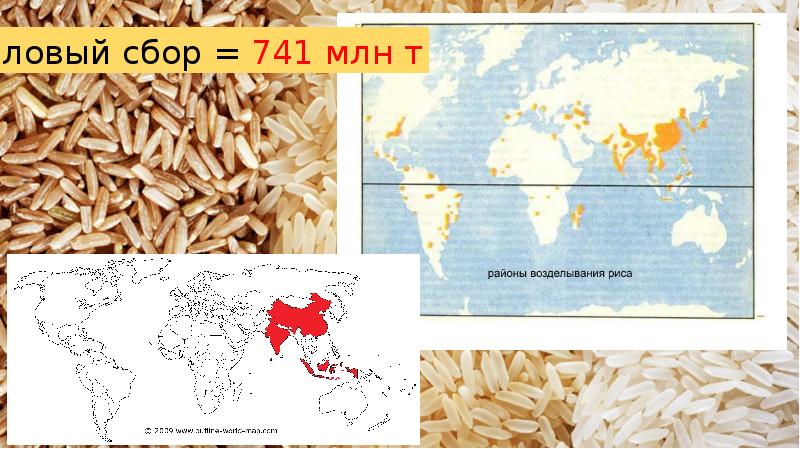 Страны лидеры по выращиванию риса
