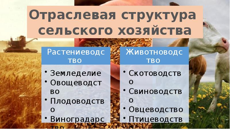 География основных отраслей животноводства