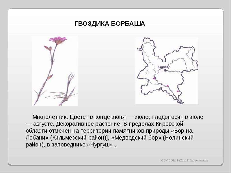 Растения из красной книги кировской области фото и описание