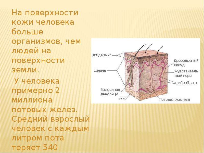 Тема кожа. Кожа человека. Интересные сведения о коже. Интересные факты о коже. Сообщение о коже.