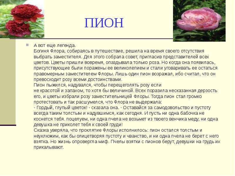 Пионы описание. Рассказ о цветке пион. Легенда о пионе цветке. Пион легенды о цветах. Легенда о пионе для детей.